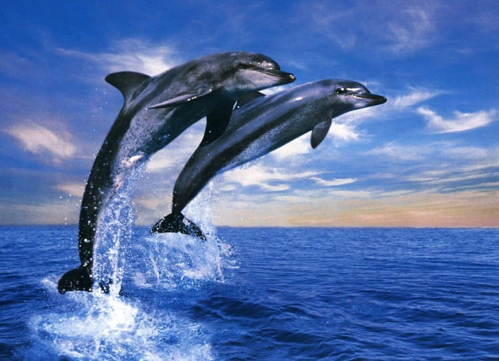 cute dolphins, vector artwork, deep blue ocean waters, SD Desktop Wallpaper