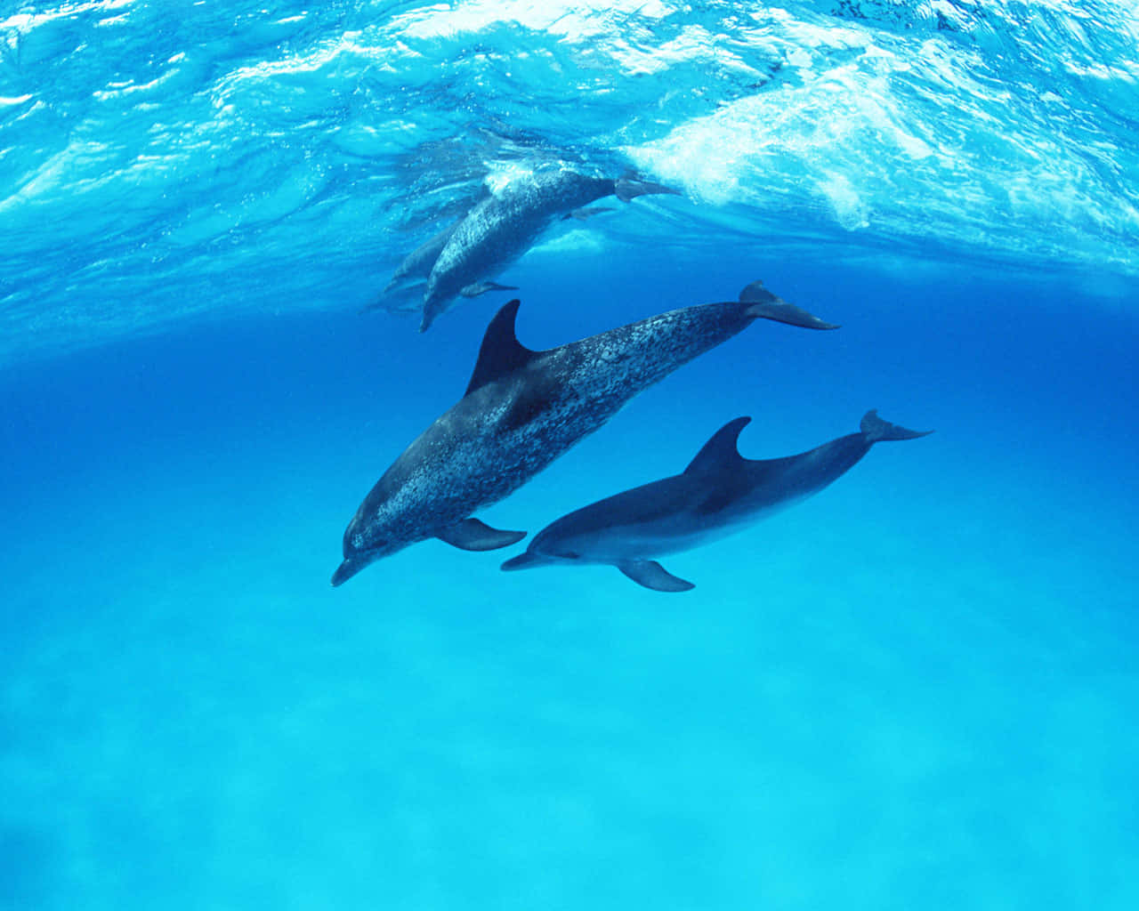 cute dolphins, open ocean, crystal clear turquoise waters, HD Desktop Wallpaper