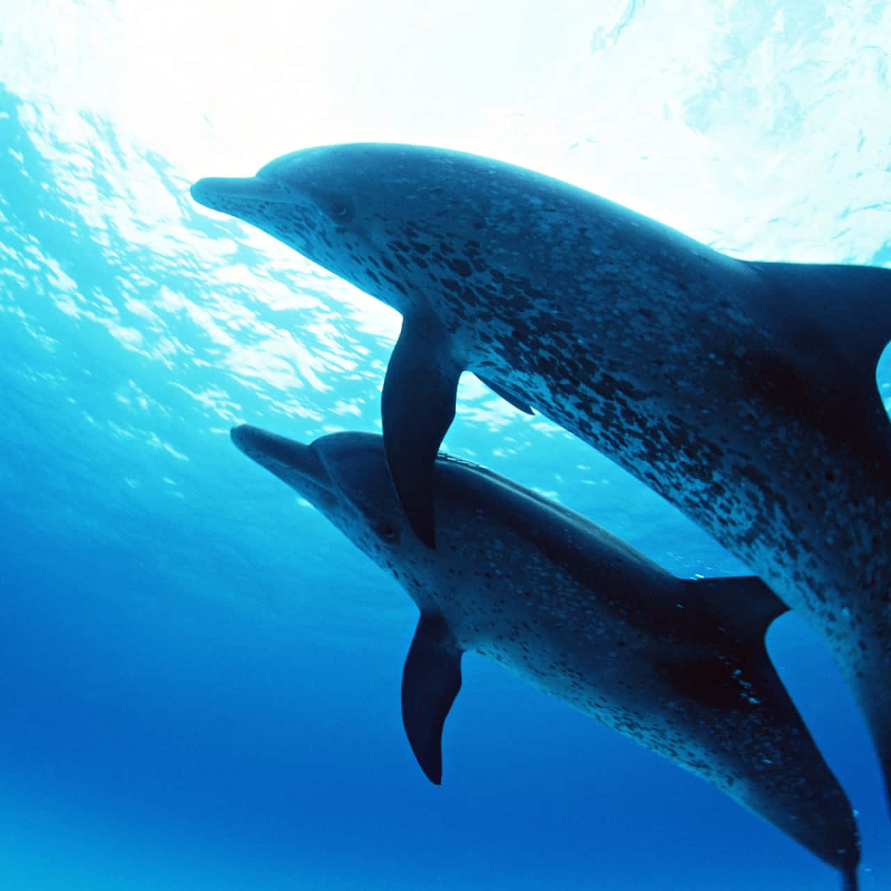 mother and calf cute dolphins, spotted dolphins, clear blue ocean water, HD Desktop Wallpaper