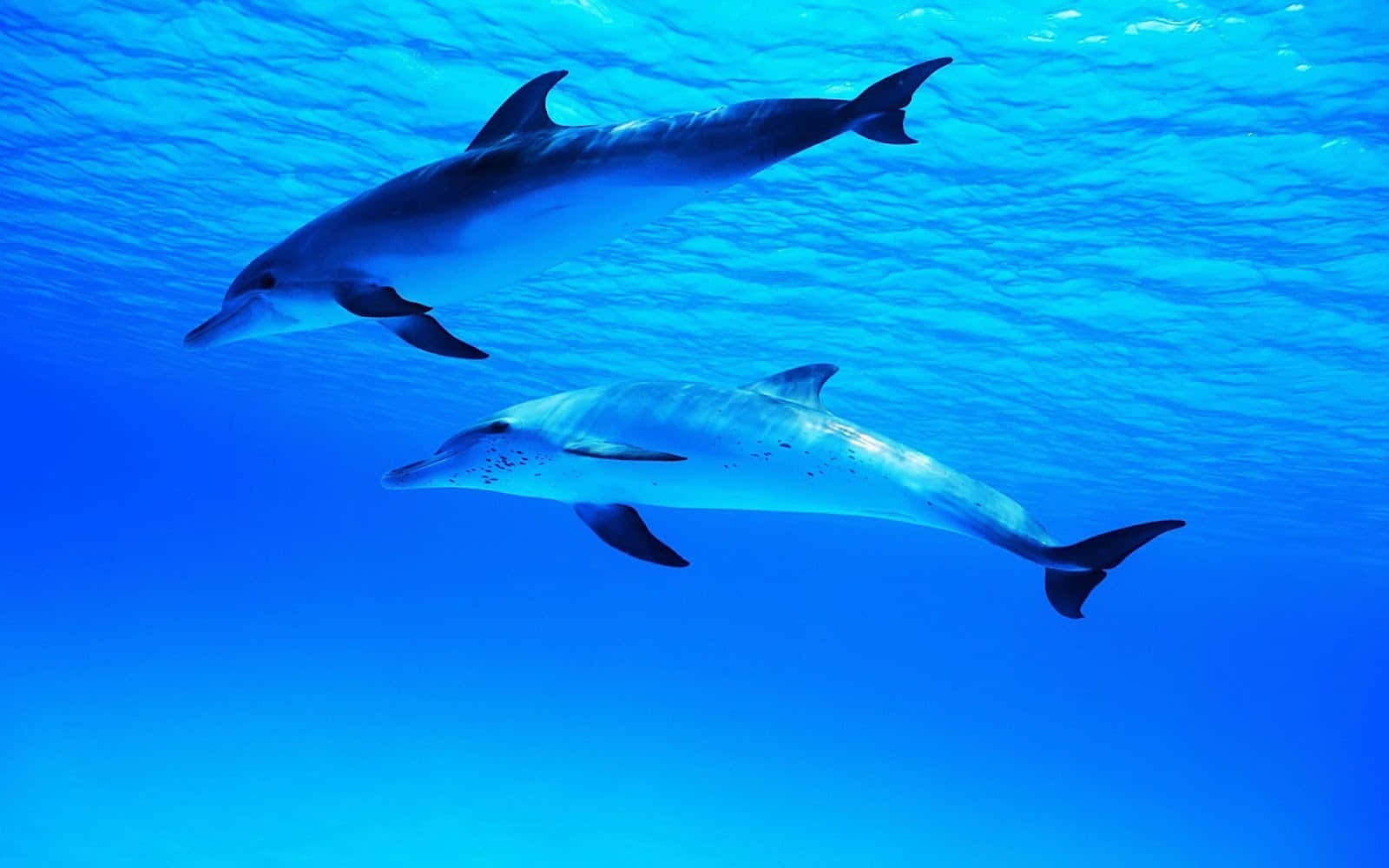 cute dolphin, aquatic mammals, clear blue ocean water, HD Desktop Wallpaper
