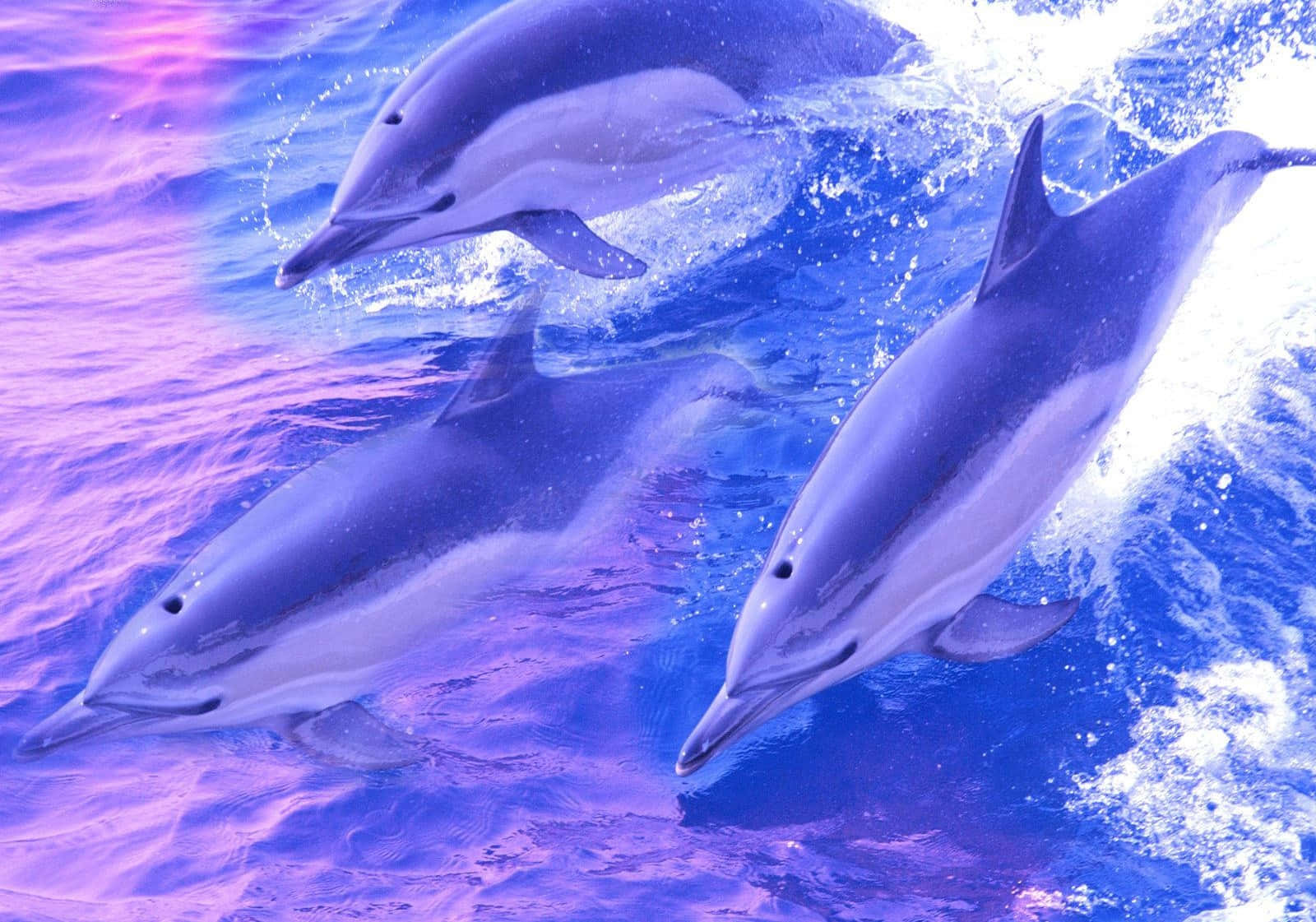 cute dolphins, vibrant purple, blue ocean waves, HD Desktop Wallpaper