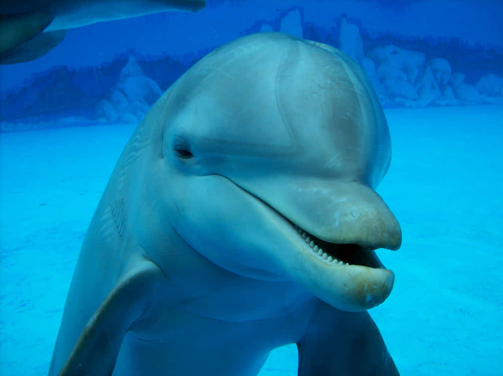 cute dolphin, close-up shot, smiling dolphin, SD Desktop Wallpaper