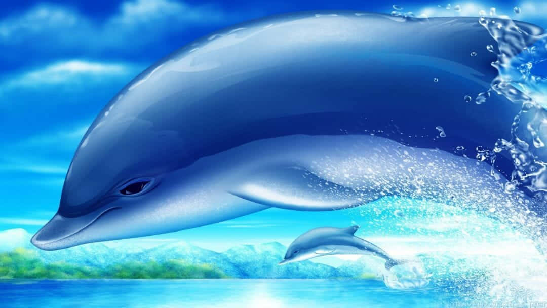 cute dolphin, closeup, turquoise water, SD Desktop Wallpaper