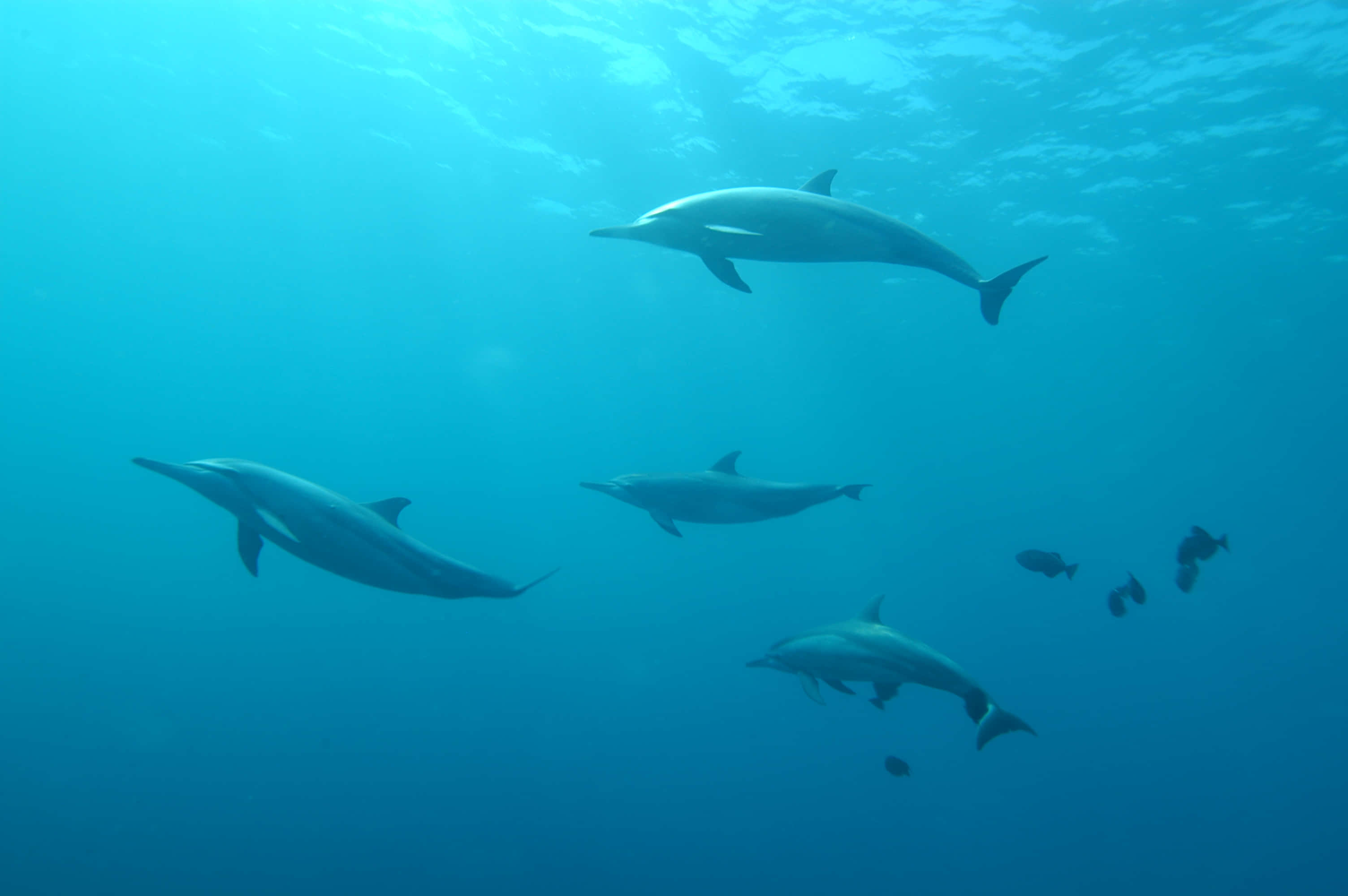 cute dolphin, dolphins, clear blue ocean water, 2K Desktop Wallpaper