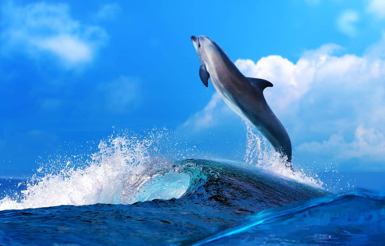 cute dolphin, turquoise ocean, bright blue sky, HD Desktop Wallpaper