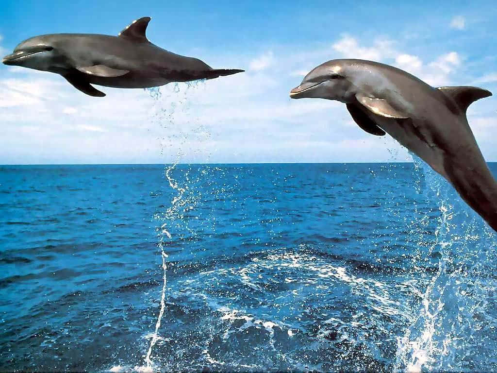 dolphins, deep blue ocean waters, bright sky, SD Desktop Wallpaper