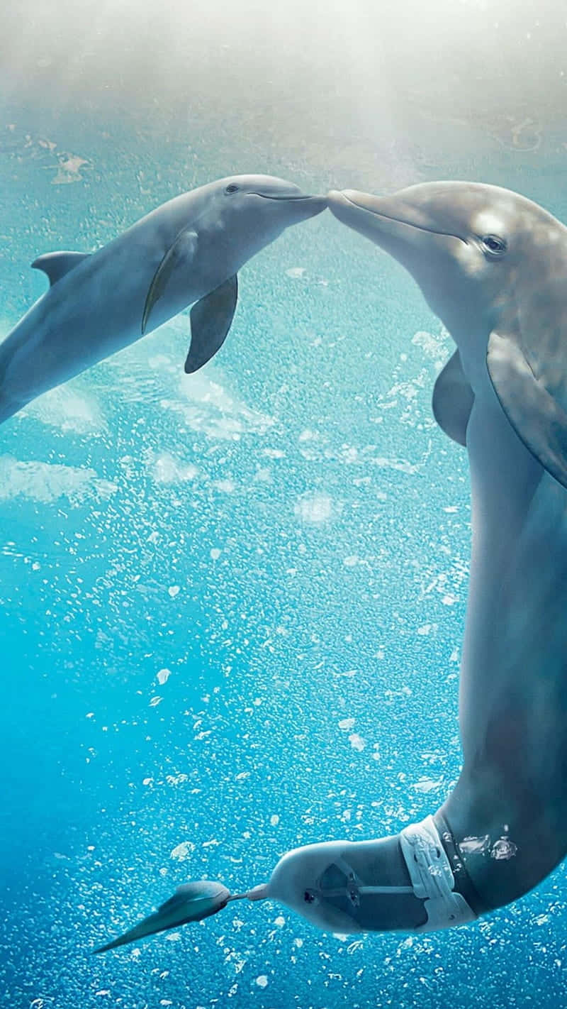 mother and calf, kissing, dolphins, HD Phone Wallpaper