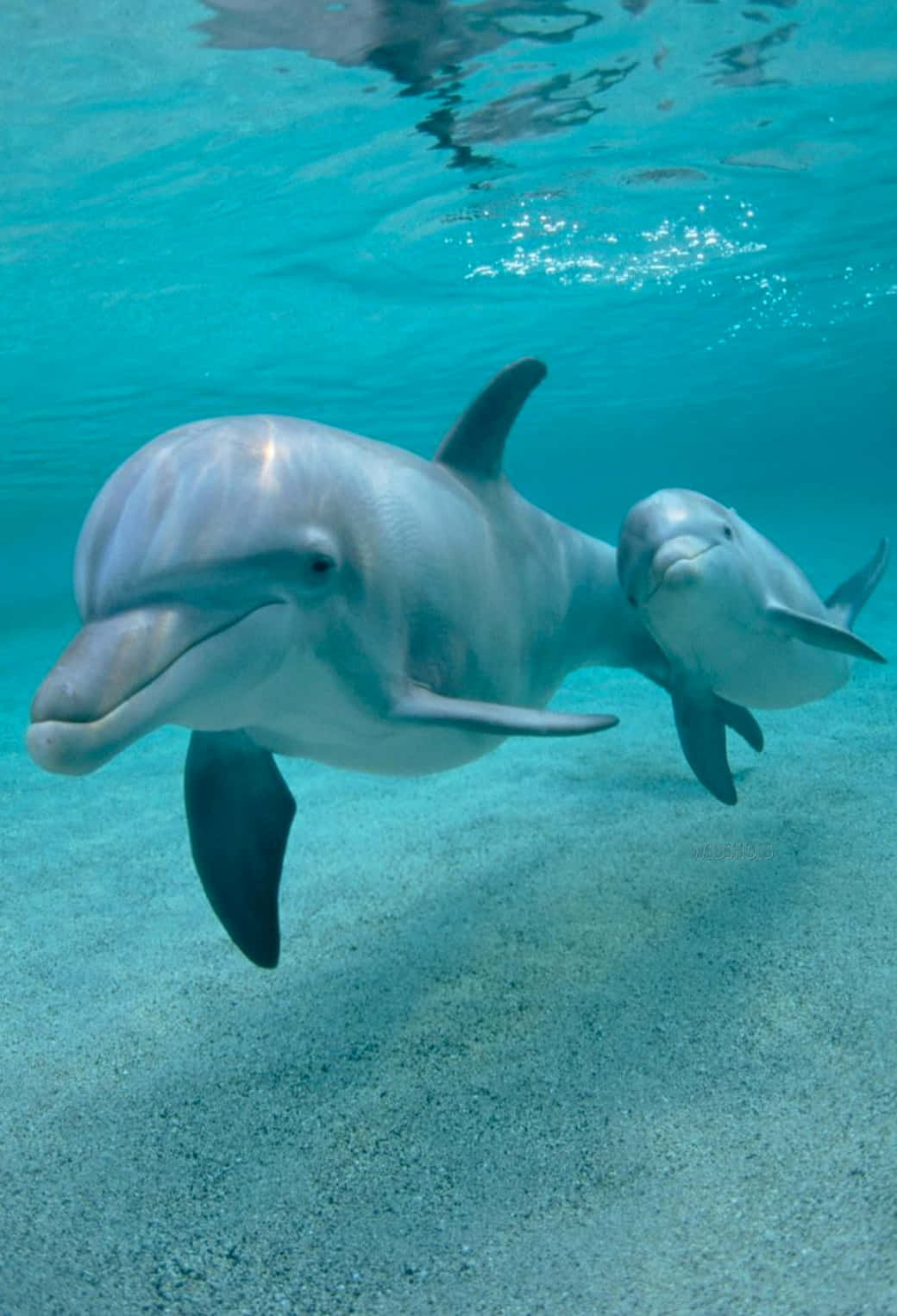cute dolphin, social animals, ocean surface, HD Phone Wallpaper