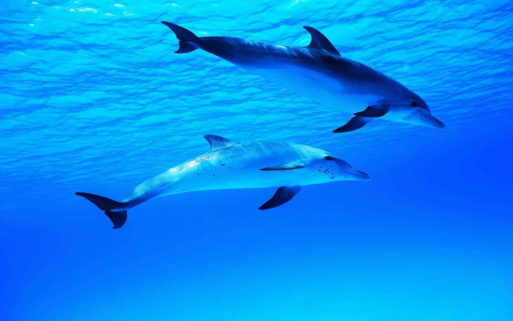 cute dolphins, blue ocean, clear blue ocean water, HD Desktop Wallpaper