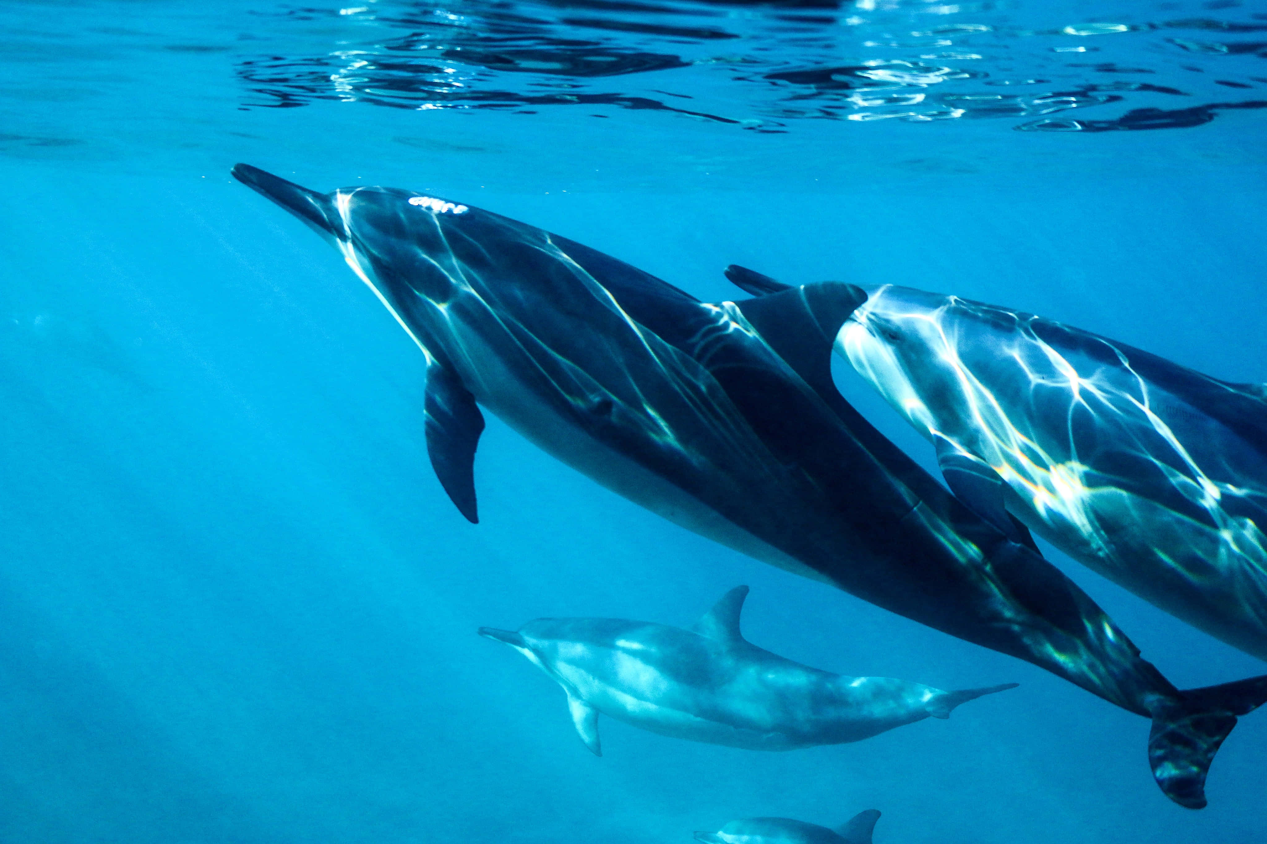 cute dolphins, aquatic mammals, clear blue ocean water, 4K Desktop Wallpaper