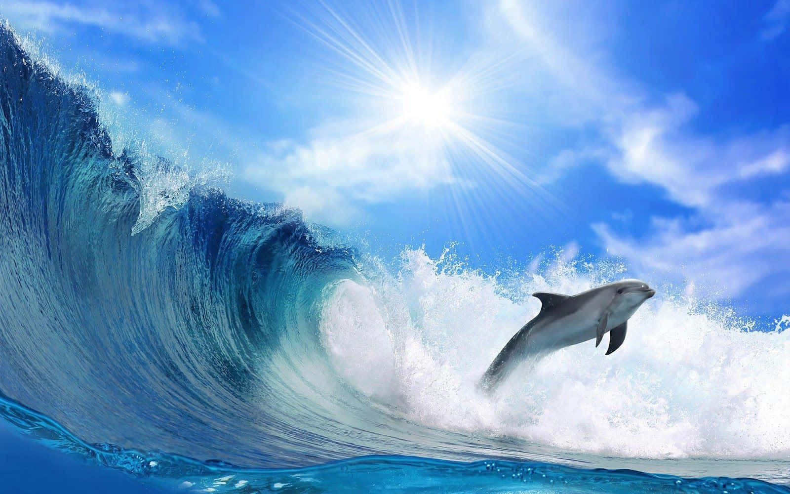 cute dolphin, ocean wave, turquoise, HD Desktop Wallpaper