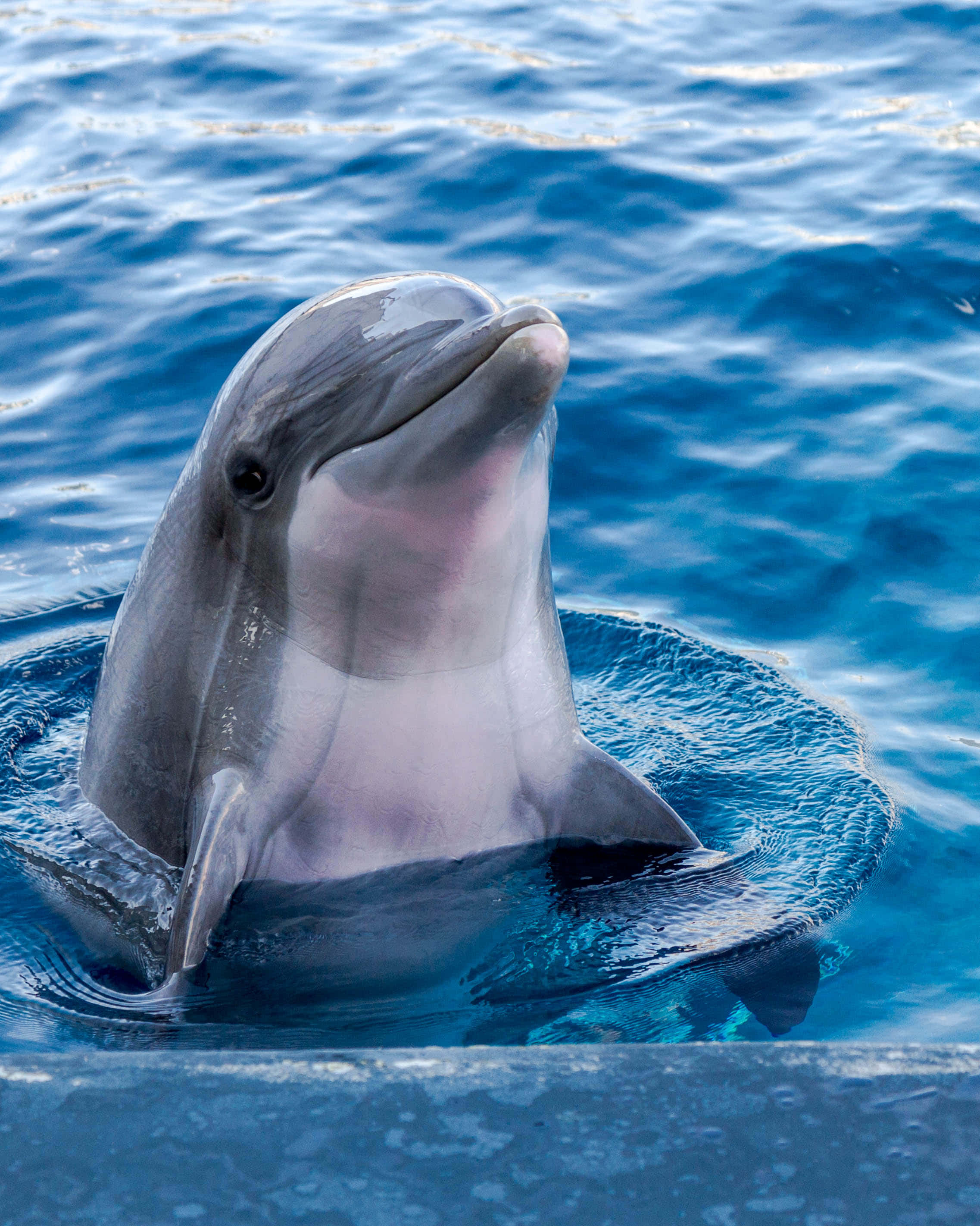 cute dolphin, vibrant blue ocean water, joyful expression, 2K Phone Wallpaper