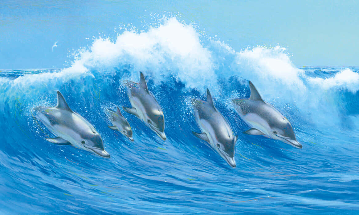 cute dolphins, blue ocean wave, clear sky, SD Desktop Wallpaper