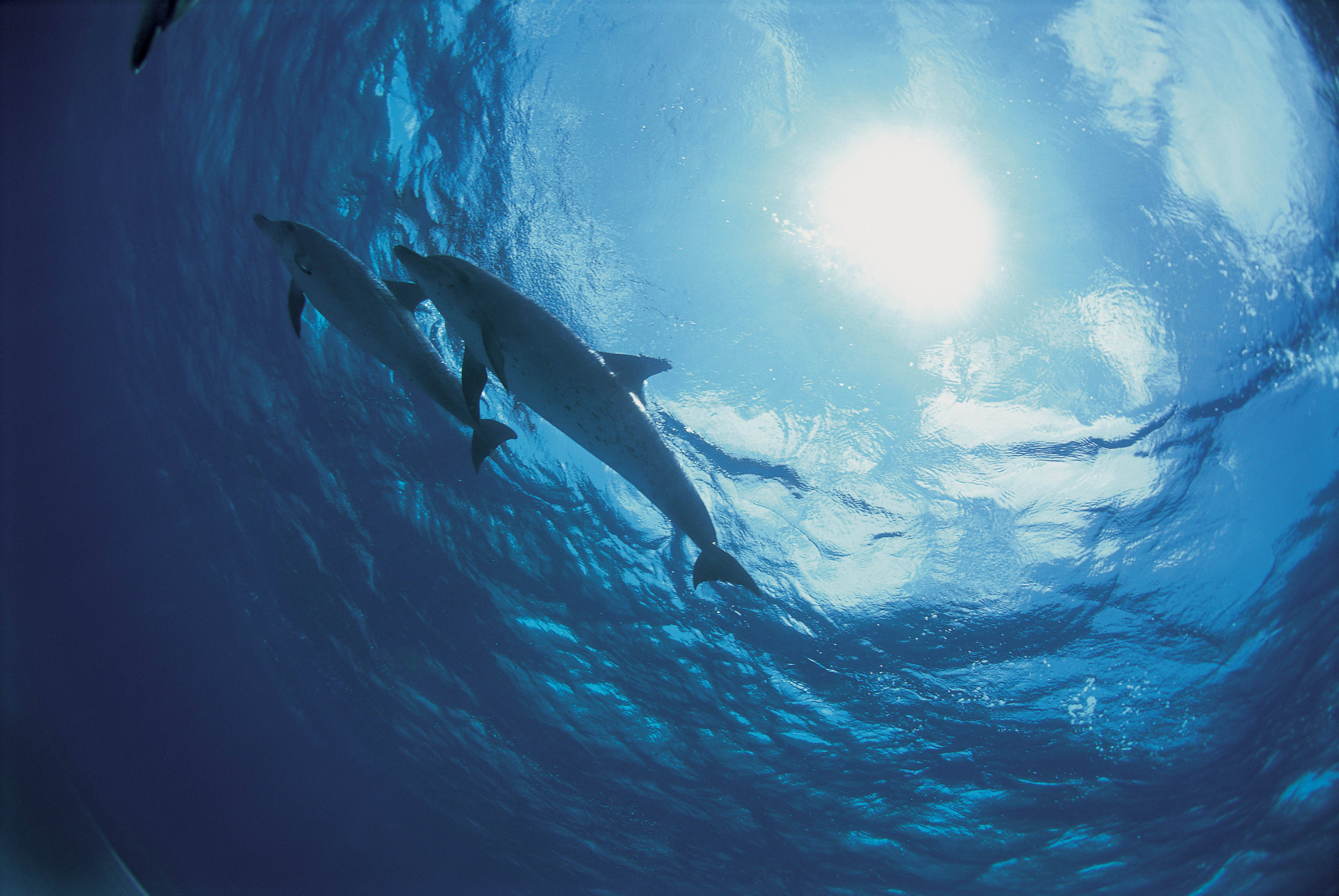 dolphins, sea bottom, sunlit blue ocean water, 4K Desktop Wallpaper