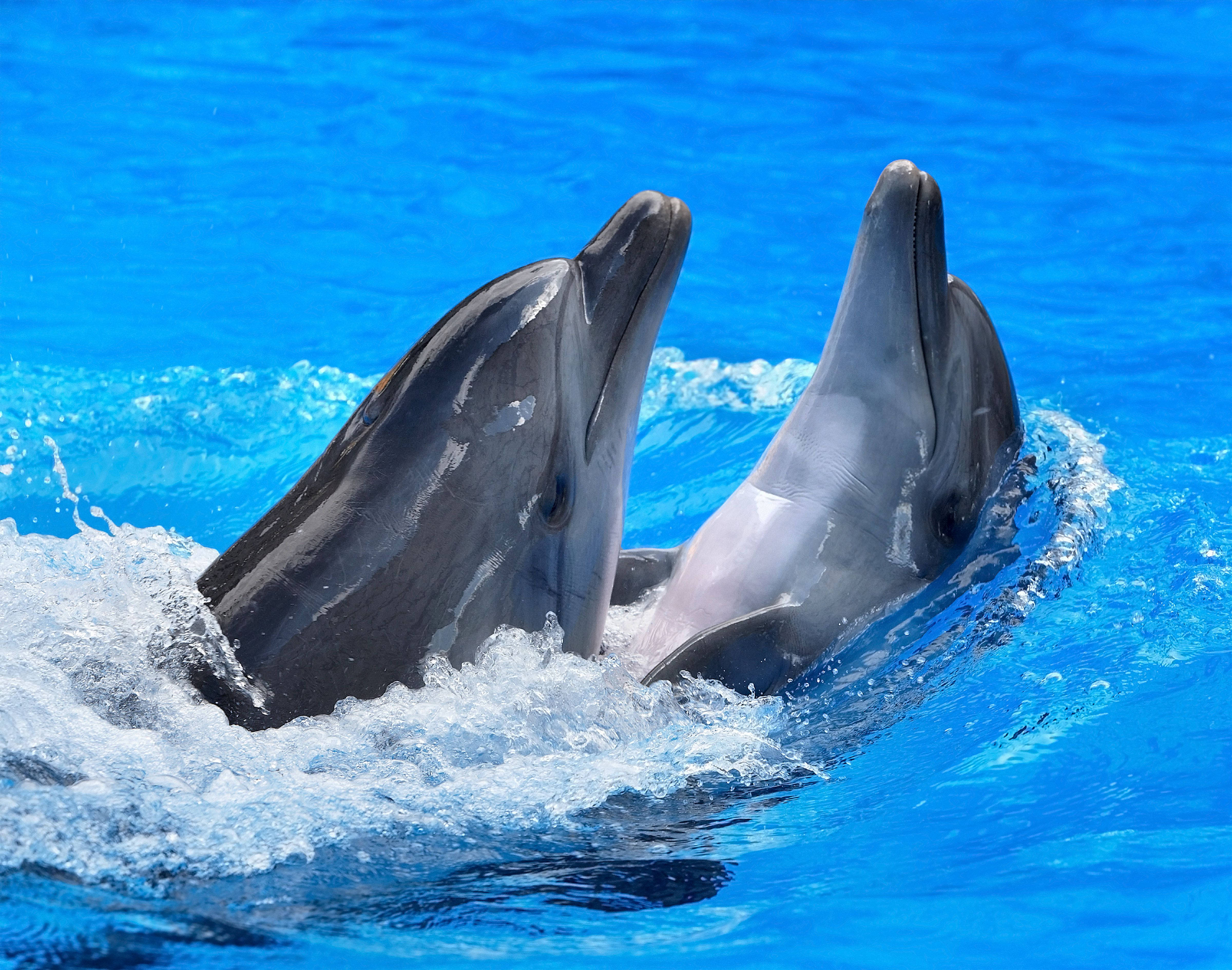 adorable standing dolphins, vibrant blue ocean water, sparkling splashes, 4K Desktop Wallpaper