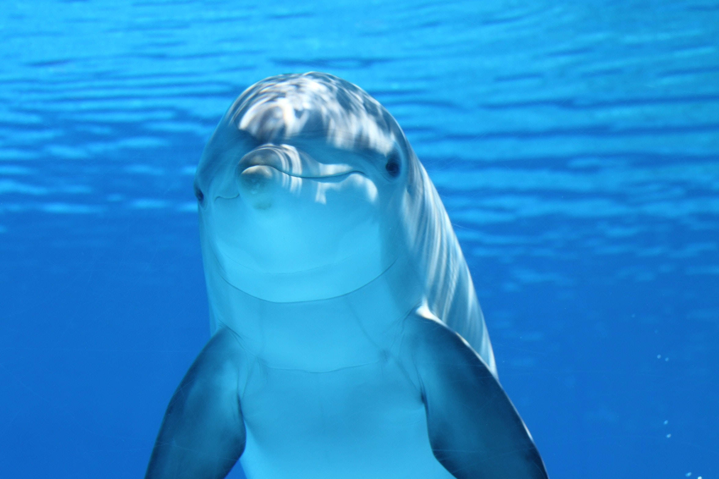 smiling cute animal dolphin, clear blue water, sunlight rippling, Full HD Desktop Wallpaper