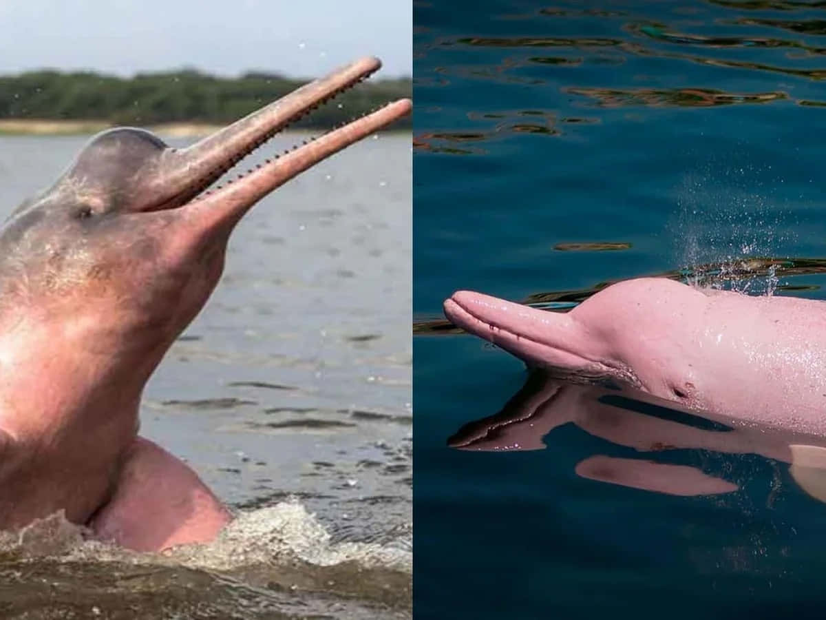pink dolphin, blue dolphin, pink skin, SD Desktop Wallpaper