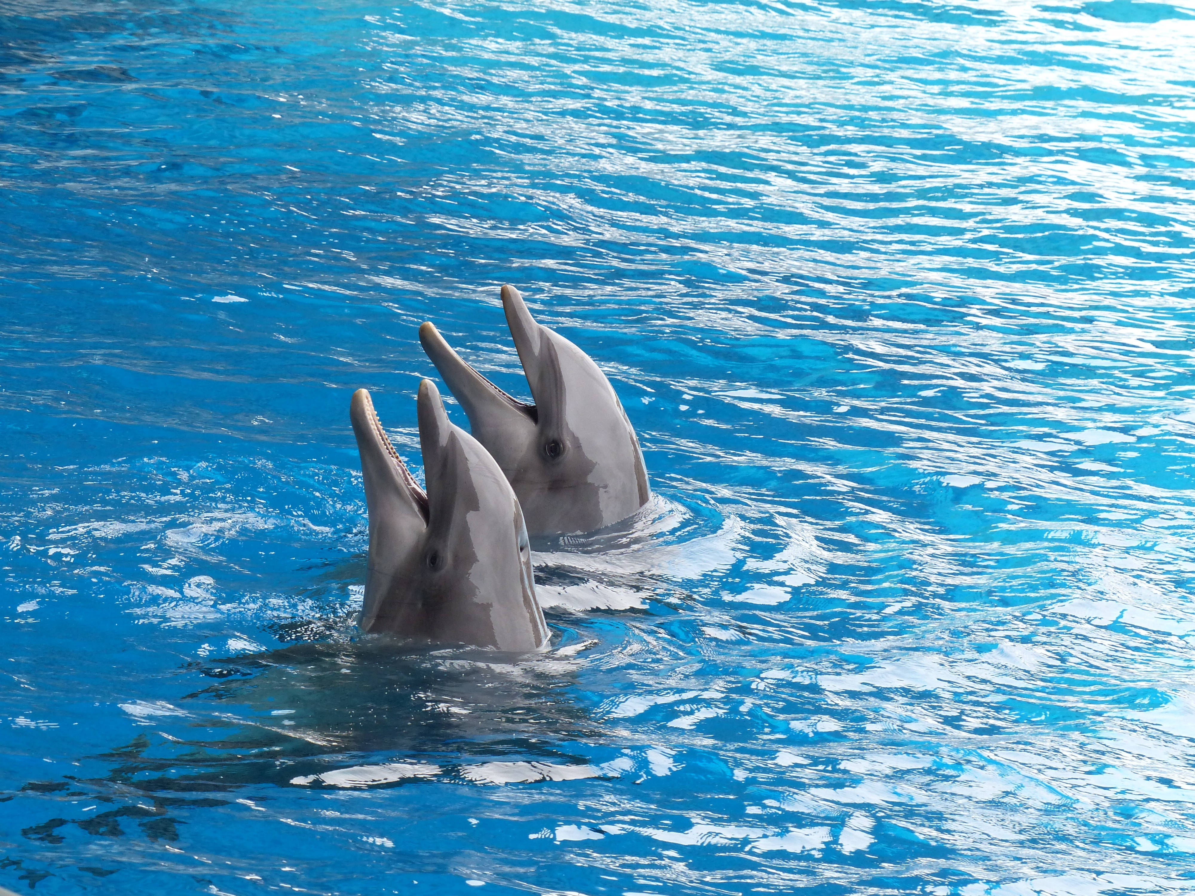 cute dolphin couple, vibrant blue water, breach the surface, 4K Desktop Wallpaper