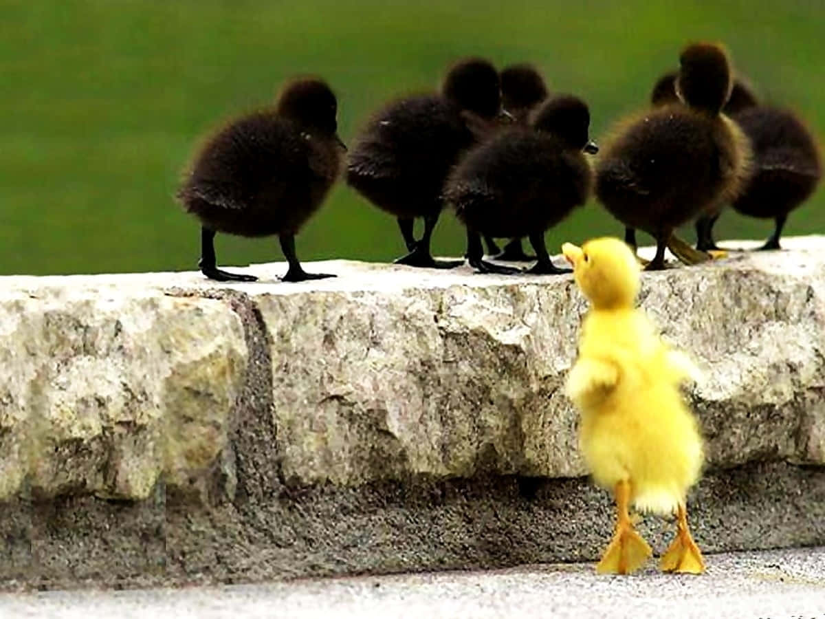 cute duck, duckling, fluffy yellow duckling, SD Desktop Wallpaper