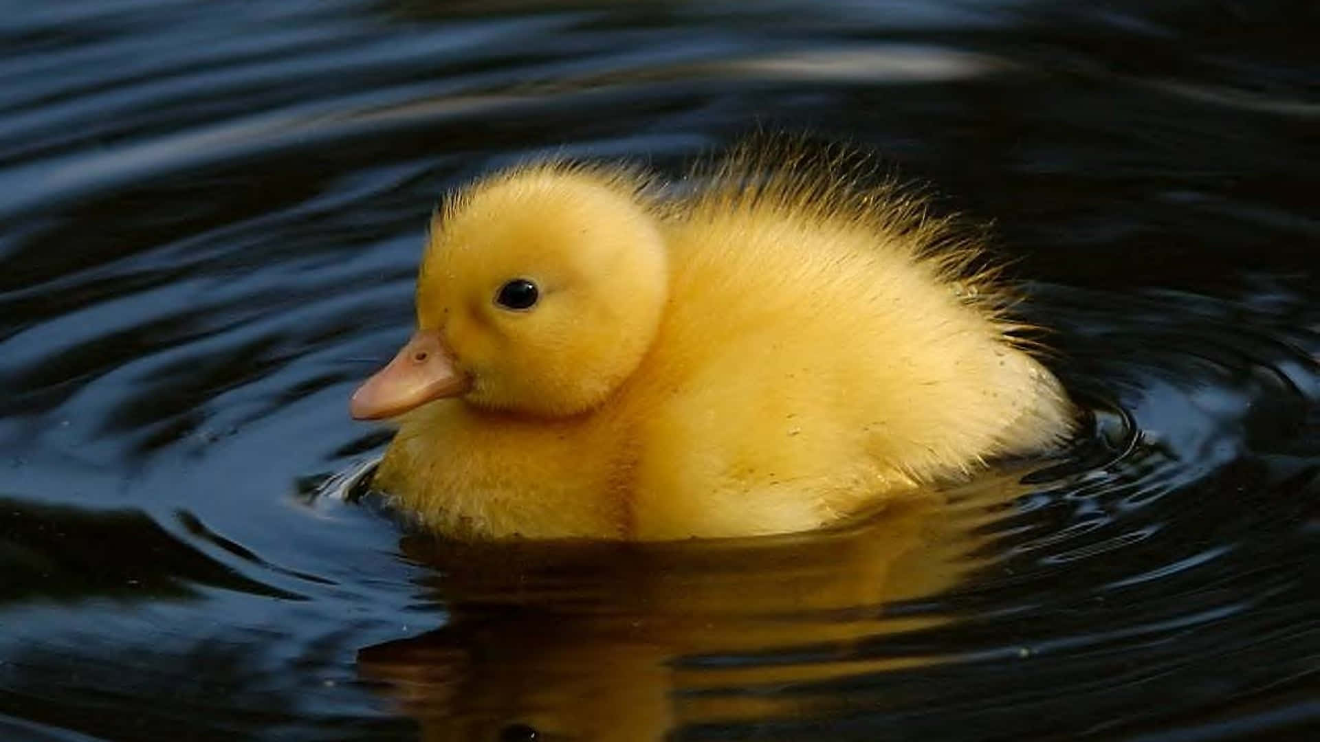 cute duck, fluffy yellow duckling, dark rippling water, Full HD Desktop Wallpaper