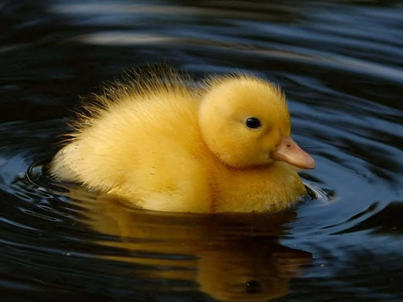 Cute Duck, fluffy yellow duckling, dark rippling water, HD Desktop Wallpaper