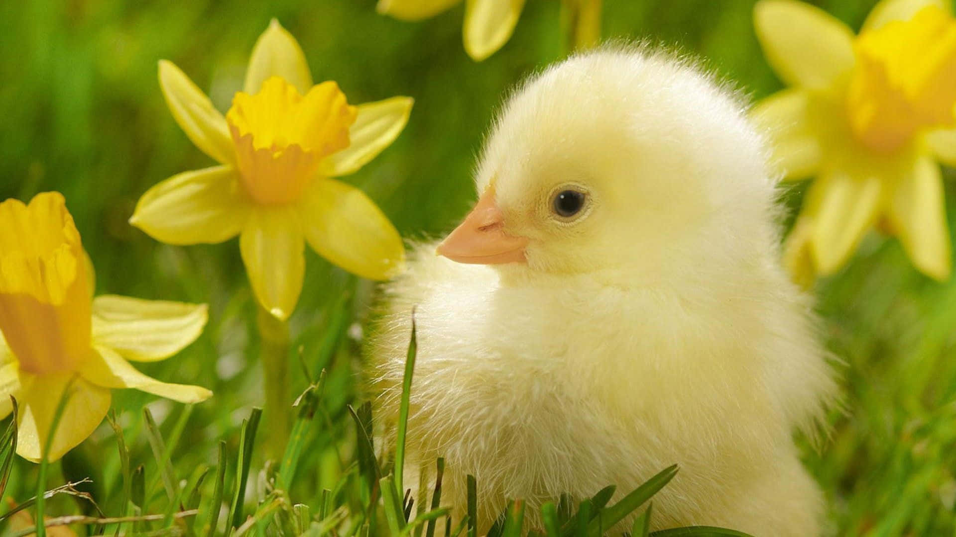 cute duck, yellow chick, yellow daffodils, Full HD Desktop Wallpaper