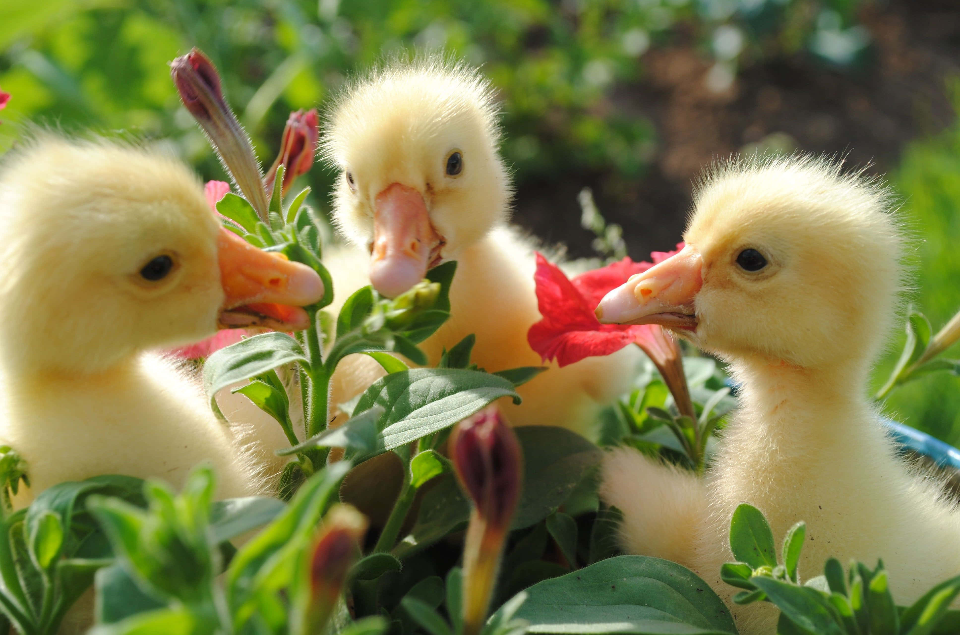 cute duck, ducklings, yellow, 4K Desktop Wallpaper