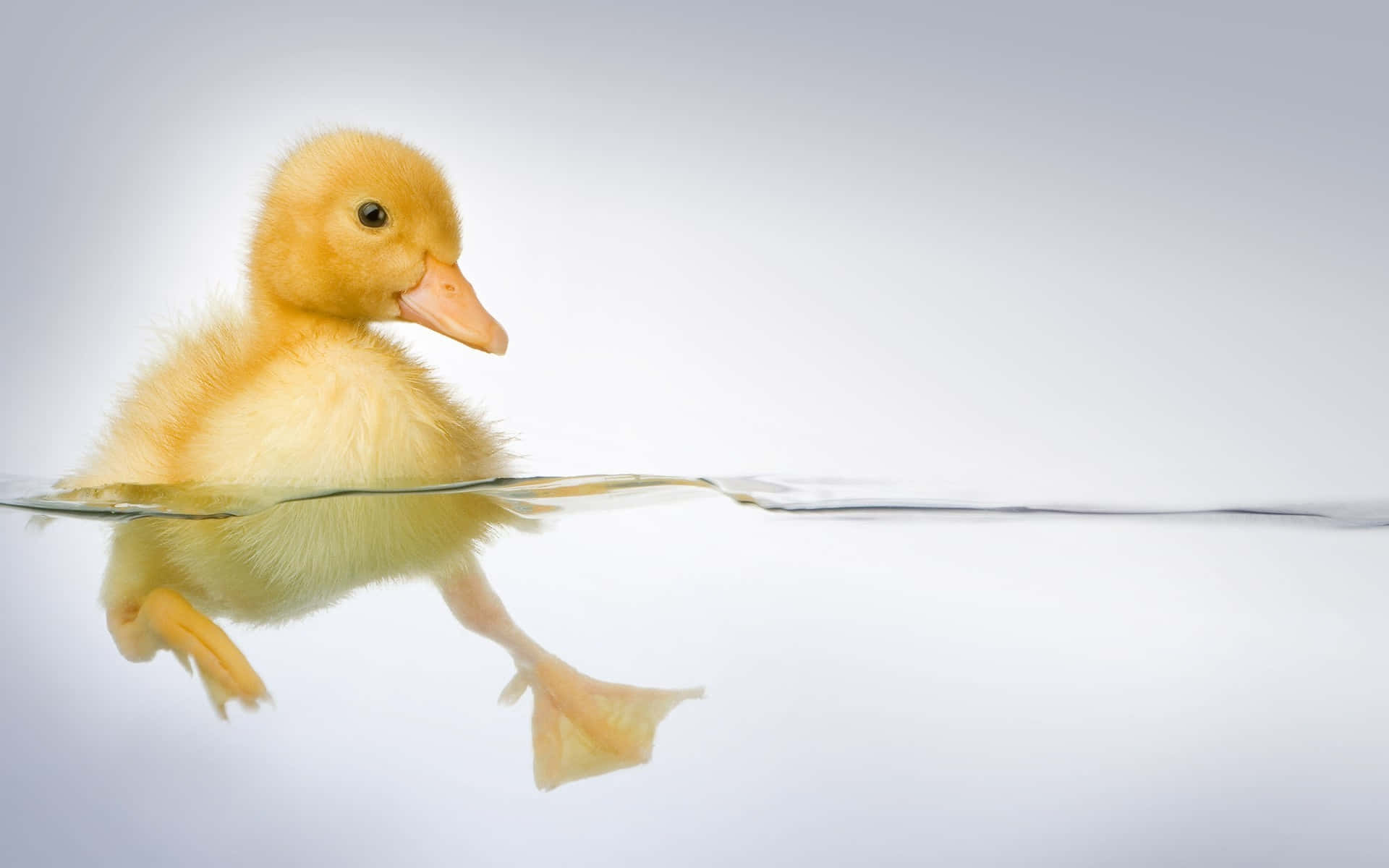 Cute Duck, fluffy yellow duckling, clear water, Full HD Desktop Wallpaper