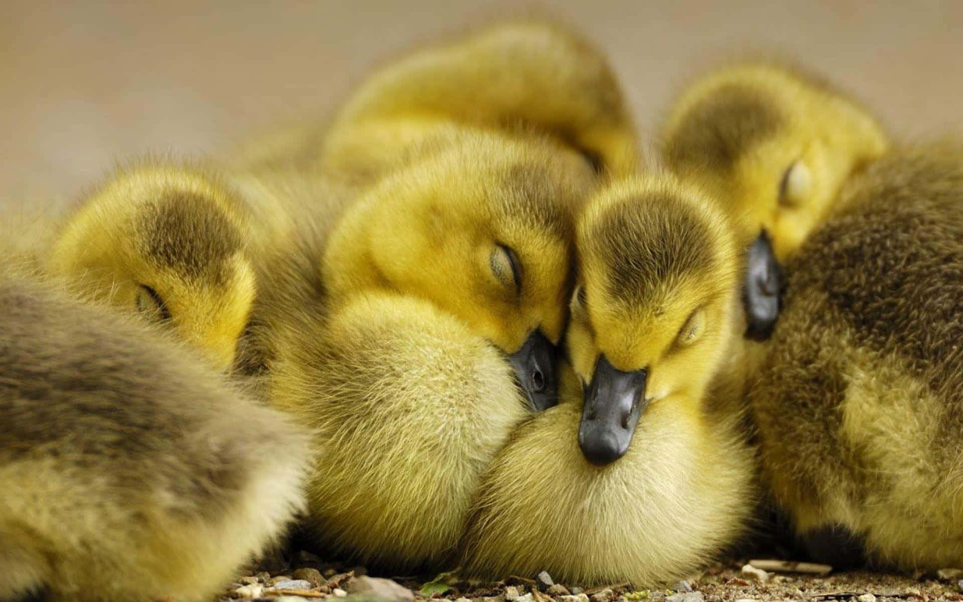 cute duck, fluffy yellow goslings, bed of dirt and pebbles, Full HD Desktop Wallpaper