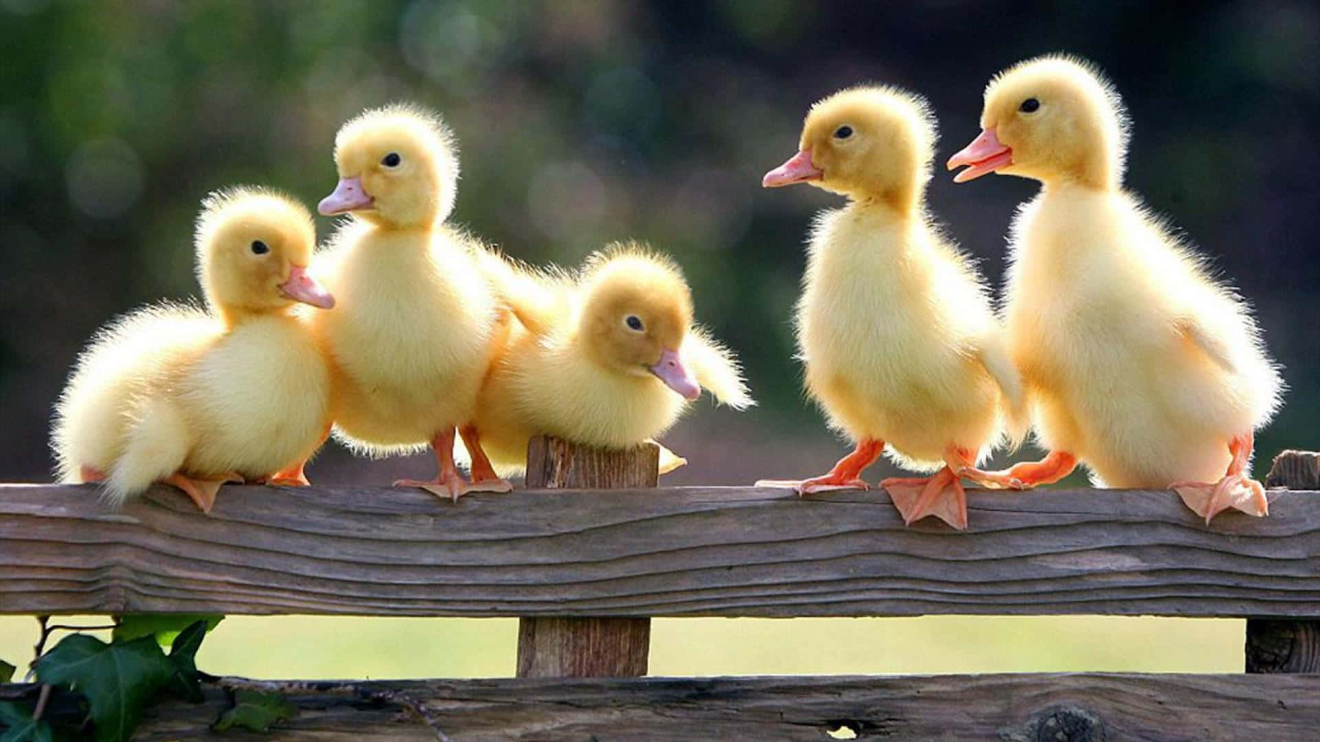 cute duck, fluffy yellow ducklings, weathered wooden fence, Full HD Desktop Wallpaper