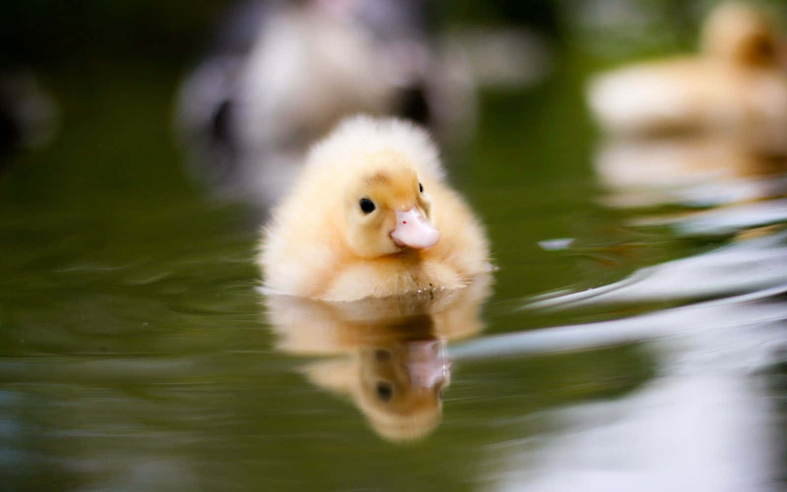 cute duck, fluffy yellow duckling, calm green water, HD Desktop Wallpaper