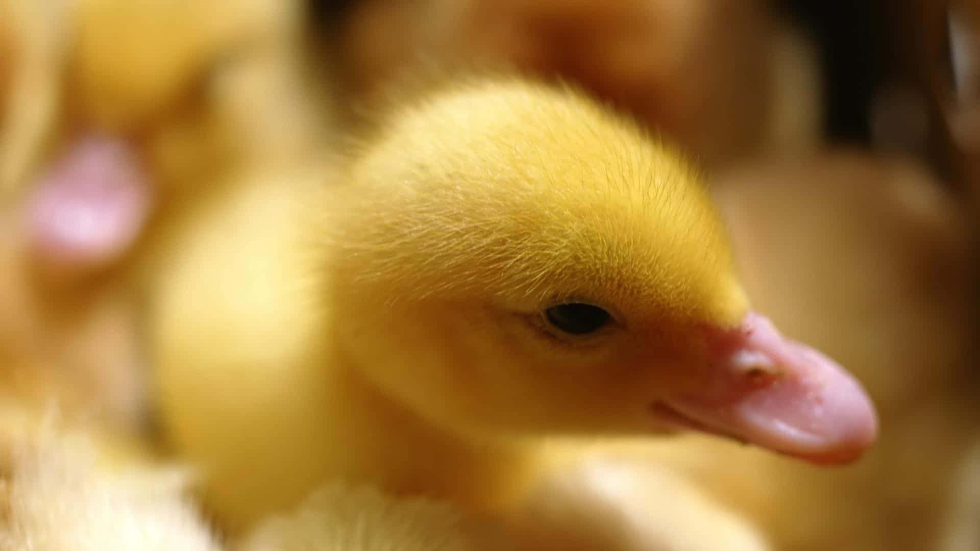 cute duck, fluffy yellow duckling, pink beak, Full HD Desktop Wallpaper