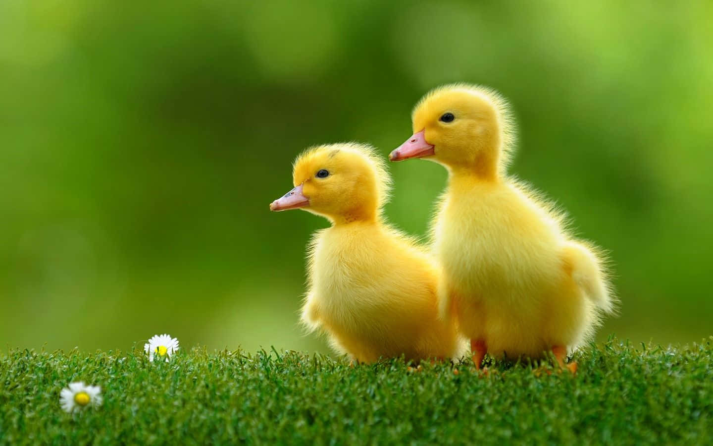 cute duck, fluffy yellow ducklings, vibrant green grass, HD Desktop Wallpaper