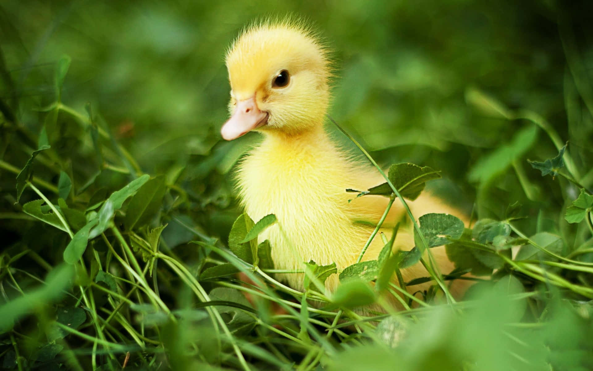 cute duck, fluffy yellow duckling, vibrant green clover, Full HD Desktop Wallpaper