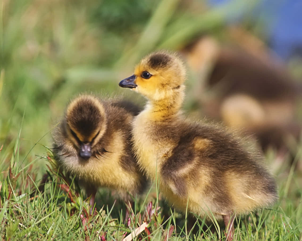 cute duck, goslings, yellow and brown down, HD Desktop Wallpaper