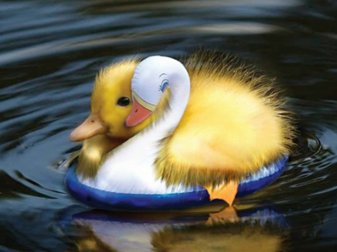 cute duck, fluffy yellow duckling, white swan-shaped float, SD Desktop Wallpaper