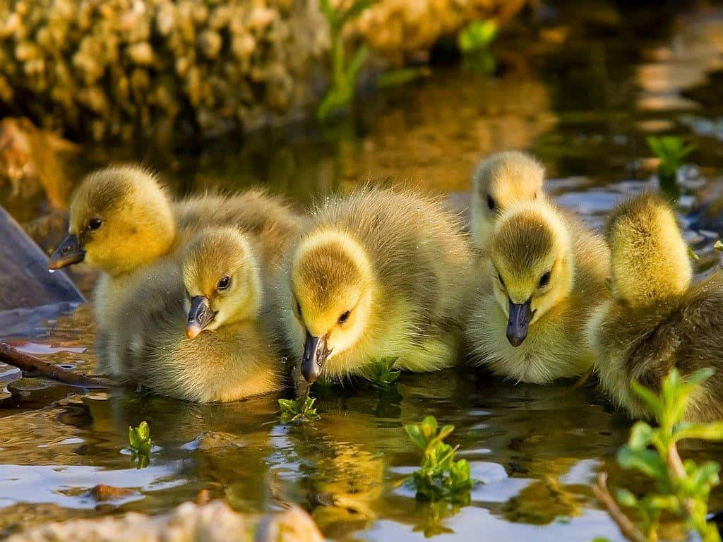 cute duck, fluffy yellow goslings, pond, SD Desktop Wallpaper