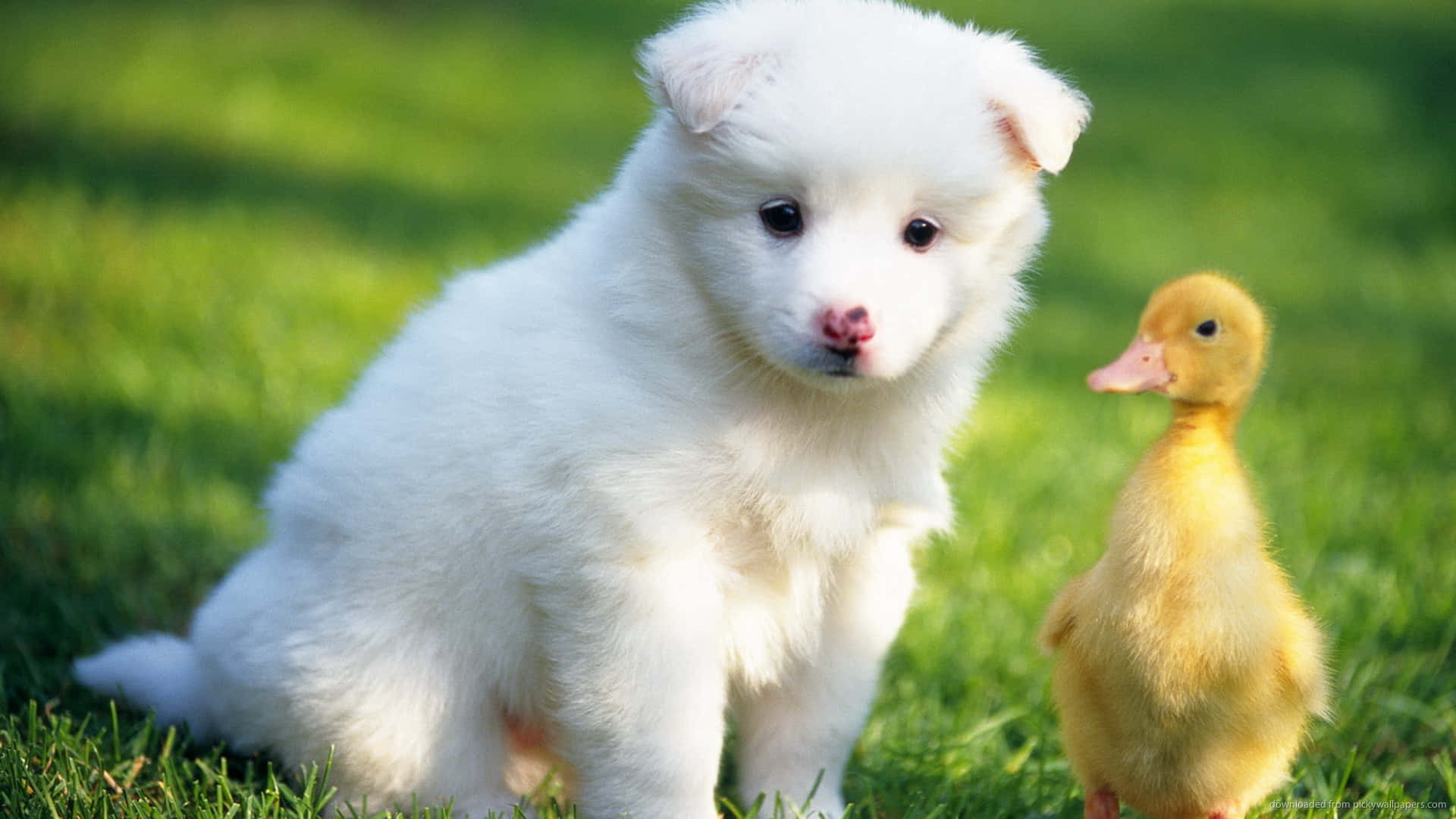 Cute Duck, puppy, yellow duckling, Full HD Desktop Wallpaper