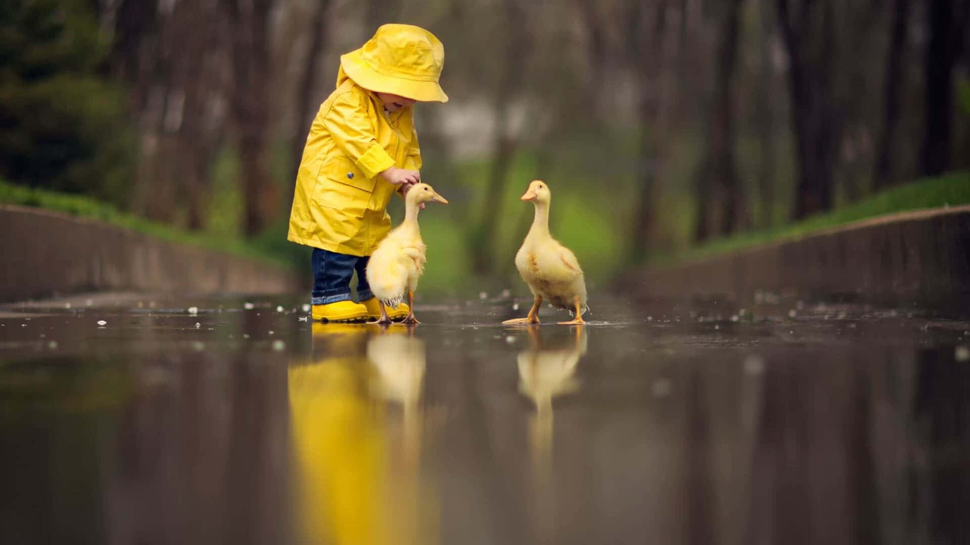 cute duck, bright yellow raincoat, wet reflective path, Full HD Desktop Wallpaper
