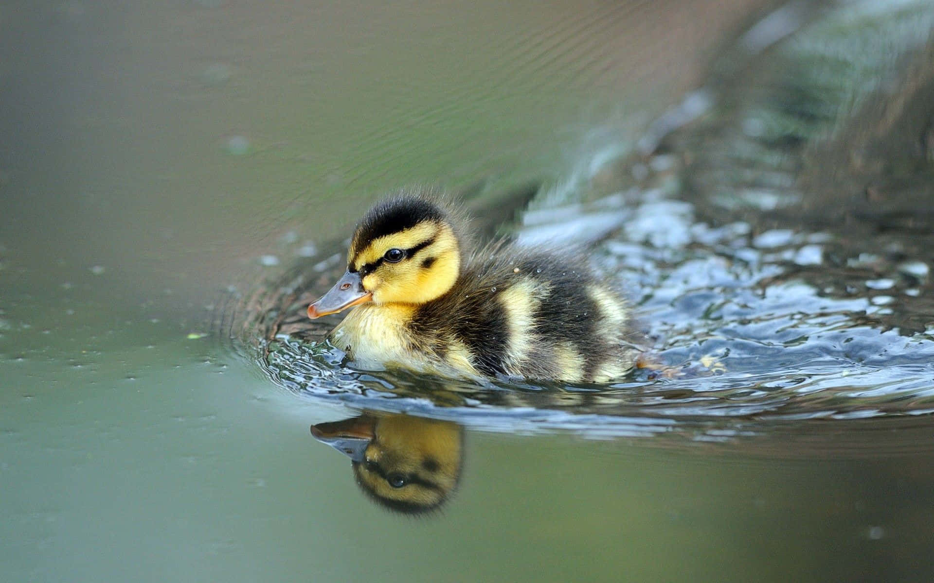 cute duck, fluffy yellow and black duckling, calm water, Full HD Desktop Wallpaper