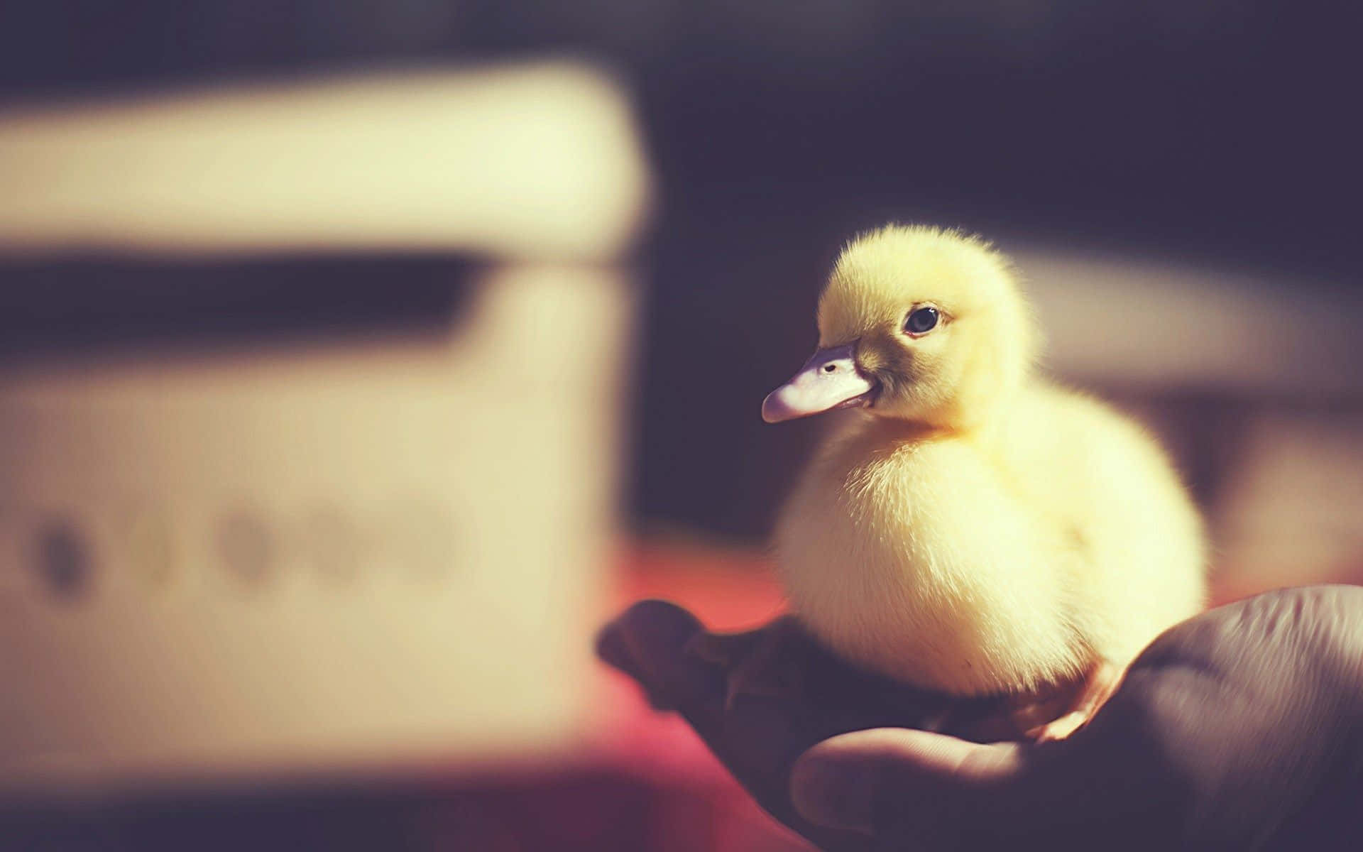 Cute Duck, yellow duckling, cupped hands, Full HD Desktop Wallpaper