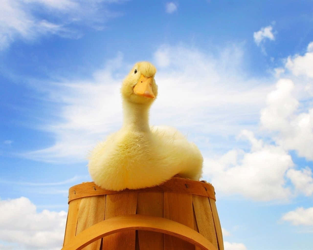 Cute Duck, fluffy yellow duckling, wooden barrel, HD Desktop Wallpaper