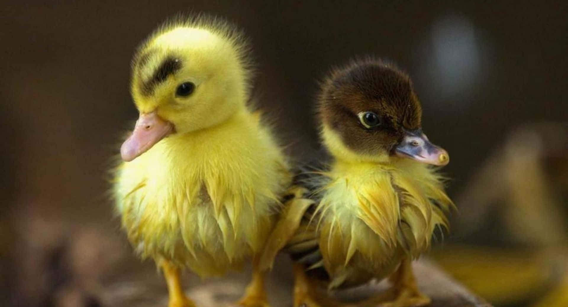 cute duck, fluffy ducklings, yellow, Full HD Desktop Wallpaper