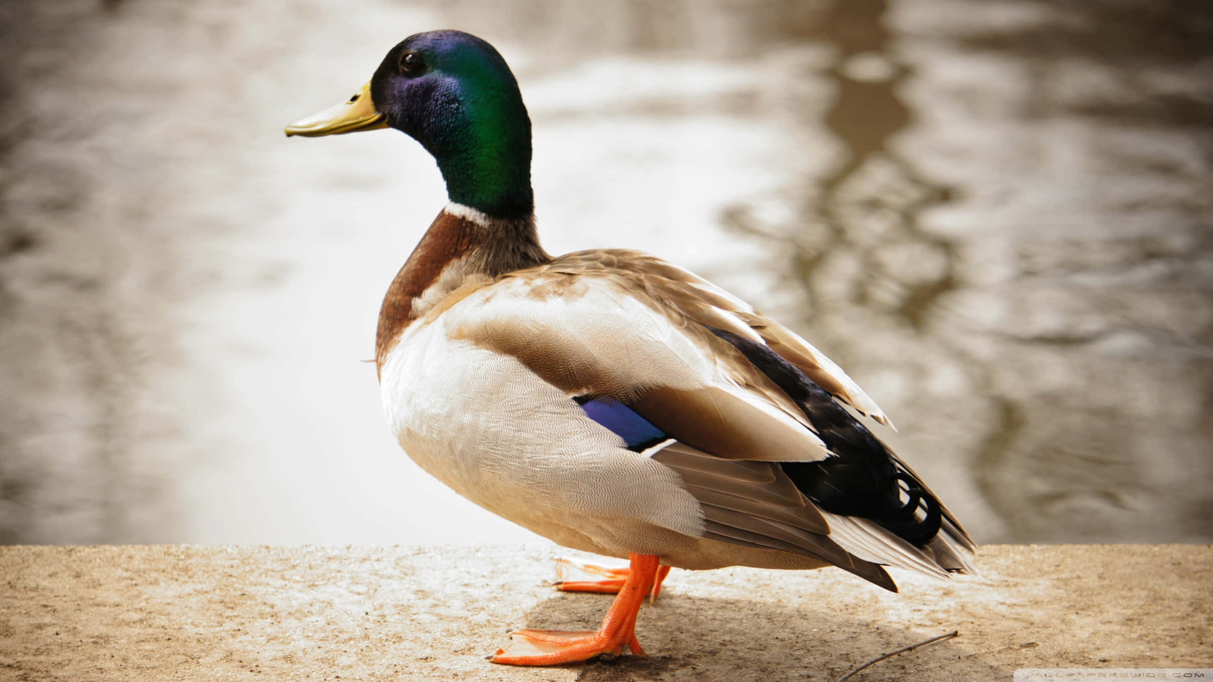 male mallard duck, iridescent green head, orange feet, Full HD Desktop Wallpaper