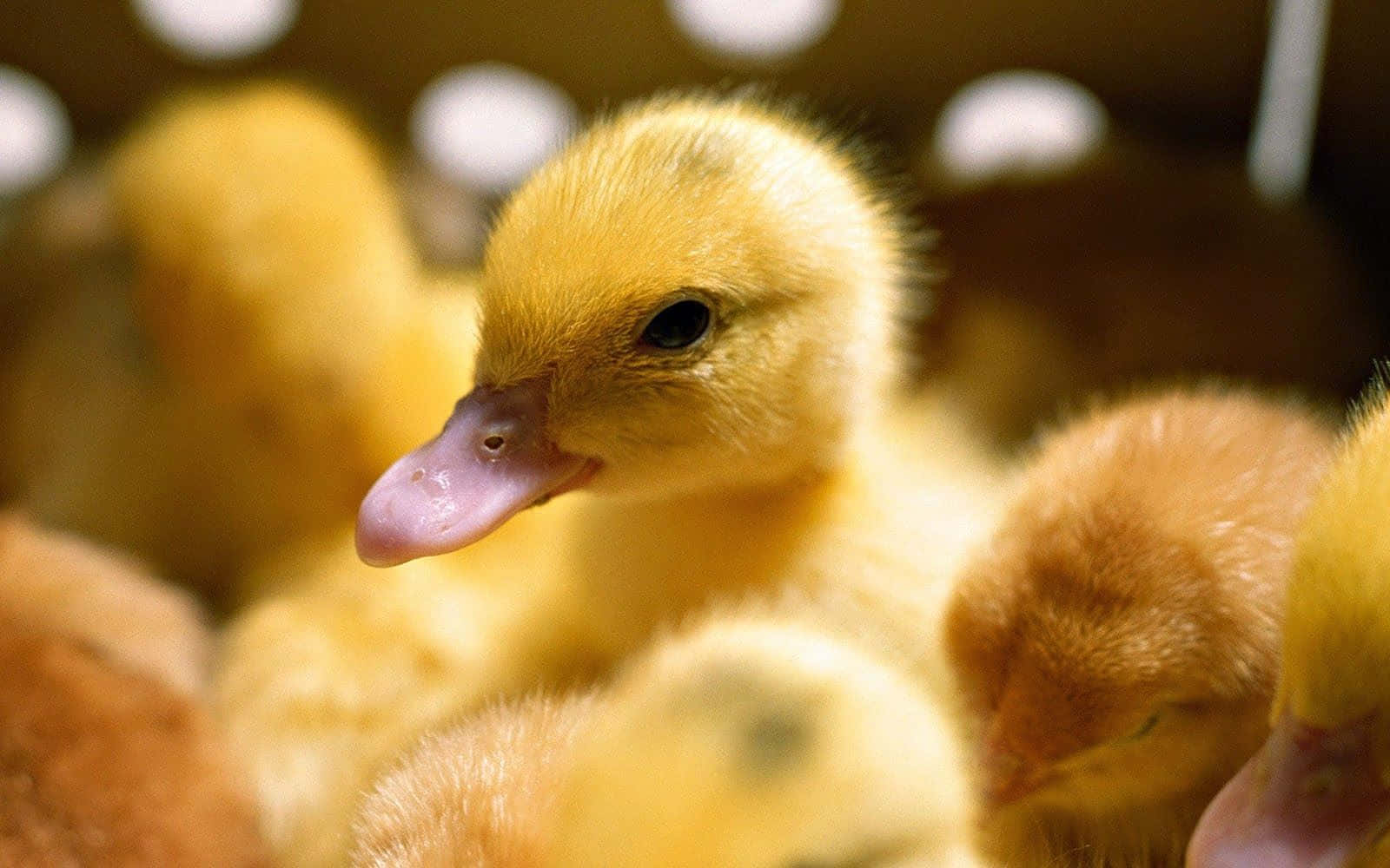 cute duck, fluffy yellow duckling, pink beak, HD Desktop Wallpaper