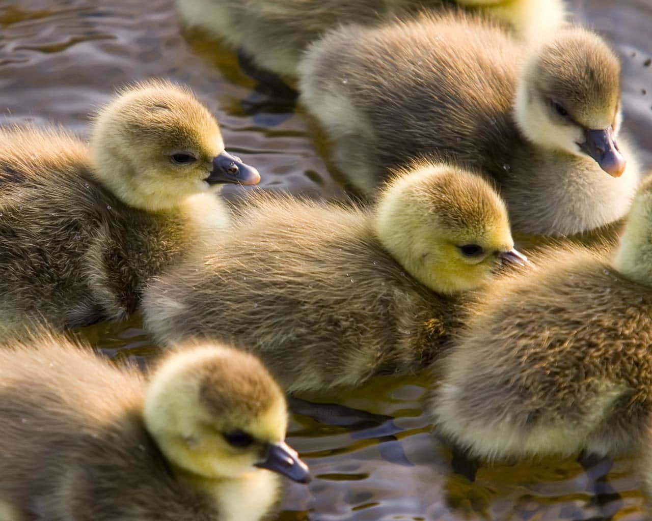 cute duck, goslings, yellow heads, HD Desktop Wallpaper