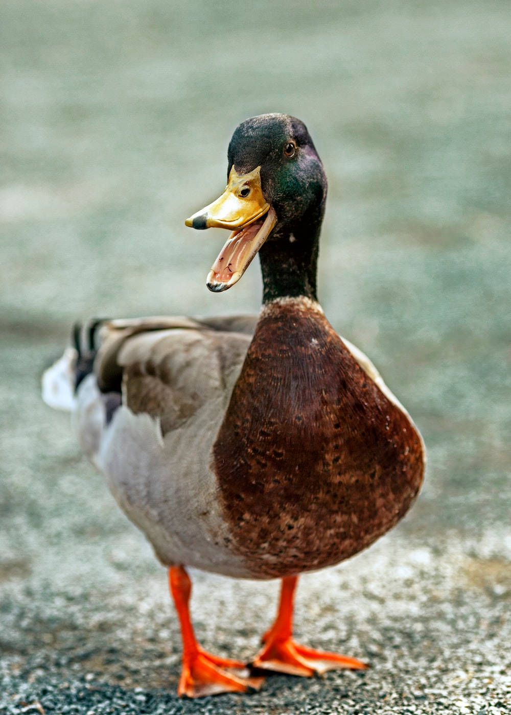 brown duck, mallard duck, pavement, HD Phone Wallpaper