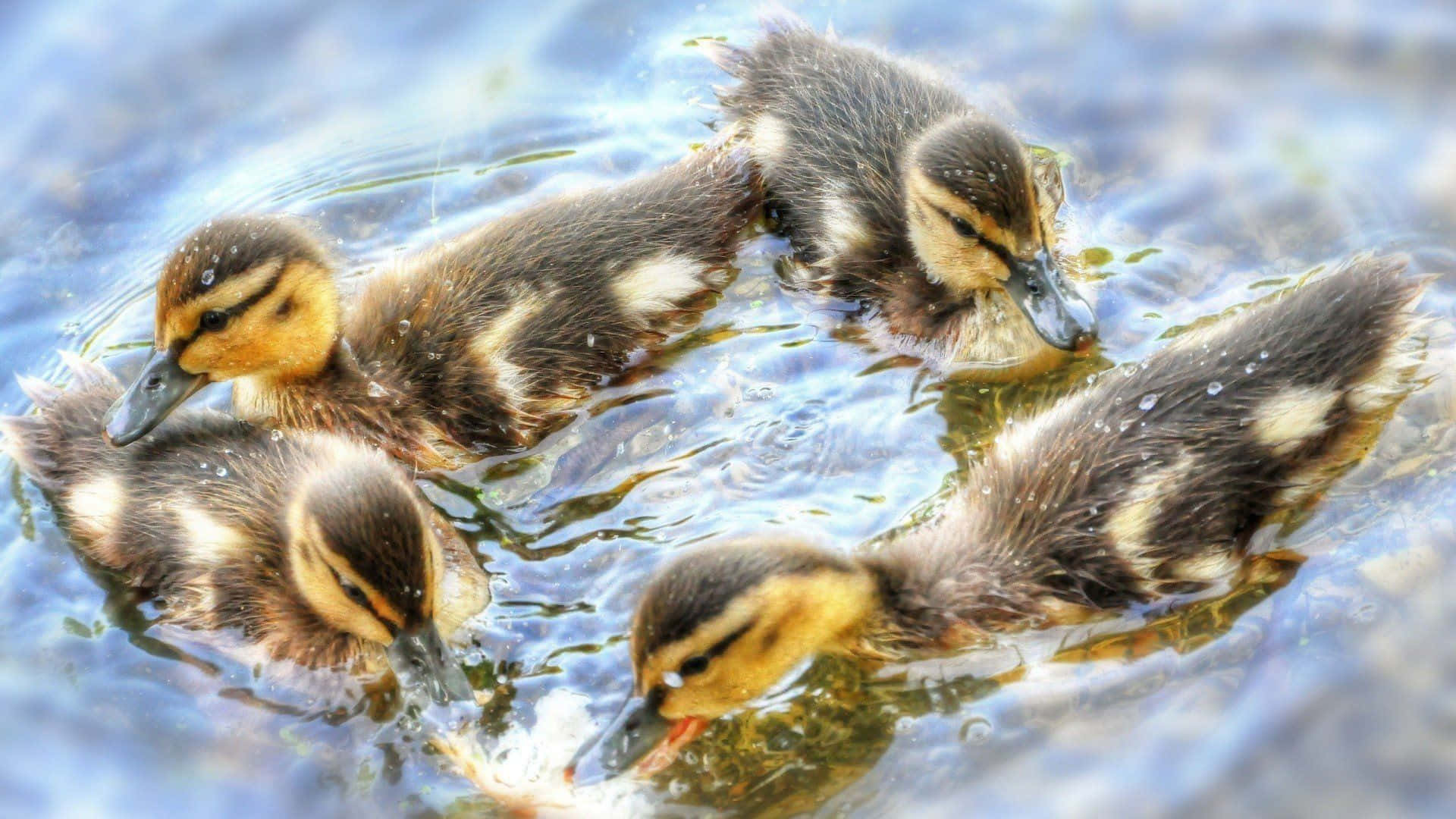 Cute Duck, ducklings, brown and yellow feathers, Full HD Desktop Wallpaper