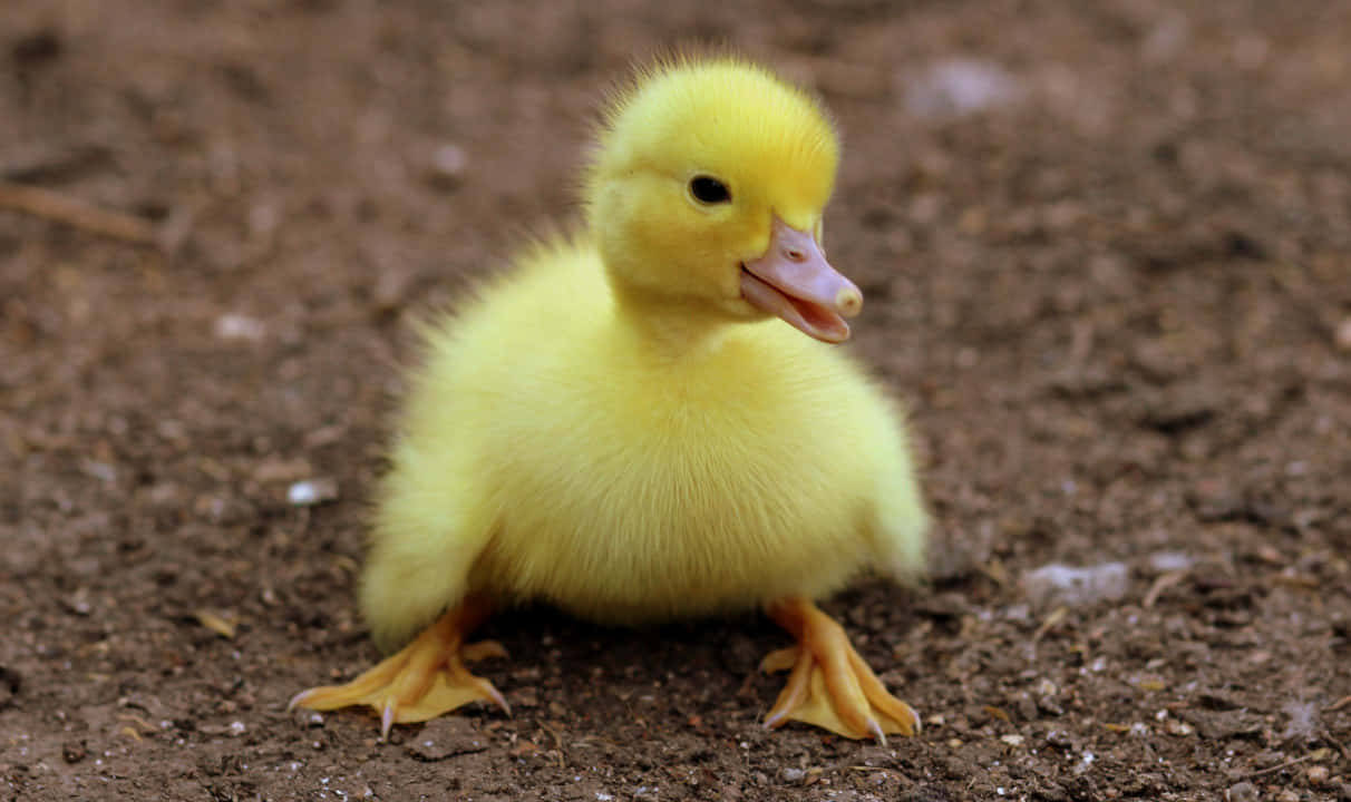 cute duck, fluffy yellow duckling, muddy ground, SD Desktop Wallpaper