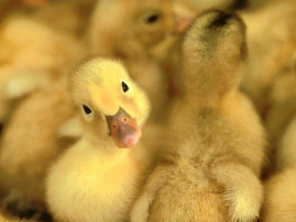 Cute Duck, fluffy yellow ducklings, huddled together, SD Desktop Wallpaper